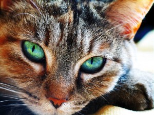 http://www.gemstoneuniverse.com/media/wysiwyg/gemstone_articles/Cats-eye-Phenomena-in-Nature.jpg
