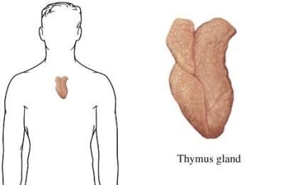 thymus gland
