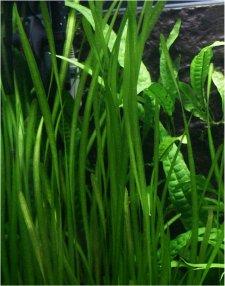 Vallisneria Octandra new born Grass one of the preferred shades of Green color Emeralds as described in the sacred texts.jpg